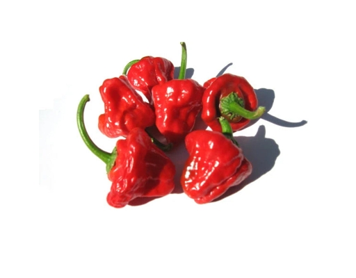 Jamaican Scotch Bonnet Hot Peppers image 0