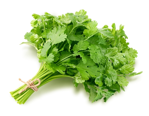 Cilantro image 0