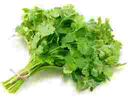 Cilantro