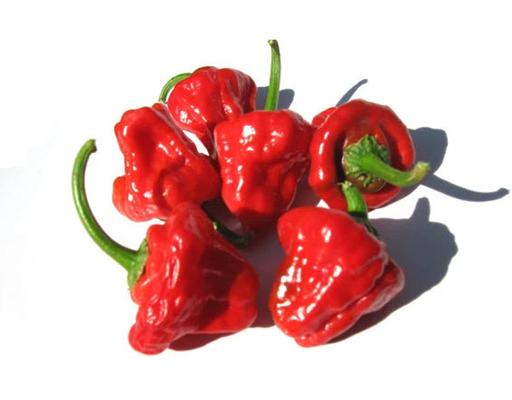 Jamaican Scotch Bonnet Hot Peppers