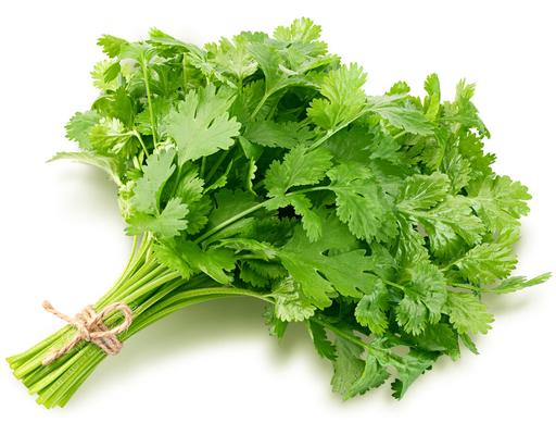 Cilantro